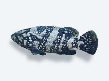 cloud giant grouper