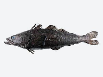 Antarctic Toothfish