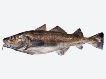 Pacific Cod